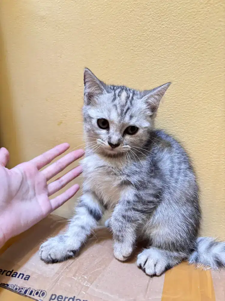 Adopsi Kucing Persia Mixdom Grey Calico