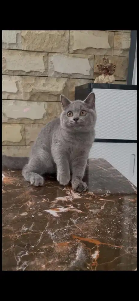 Kucing bsh dan bsh munckhin ready banyak lokasi malang pakis