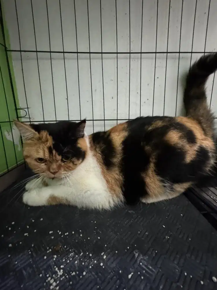Kucing bsh calico