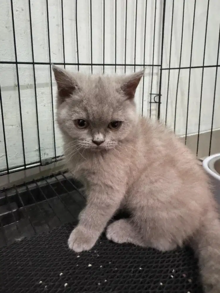 Kucing lilac ada wrna coklatnya