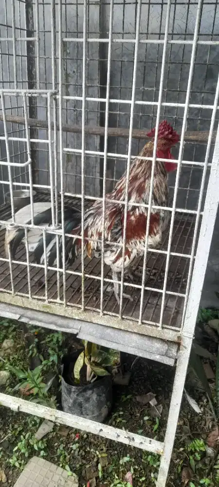 Dijual ayam jantan ketawa