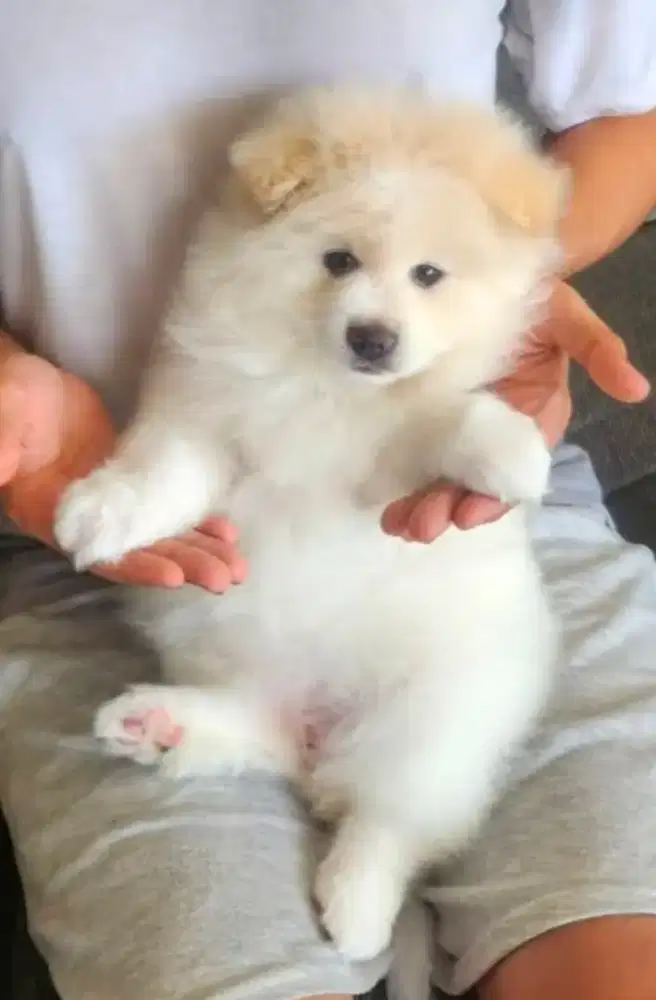 Anakan anjing pomerian