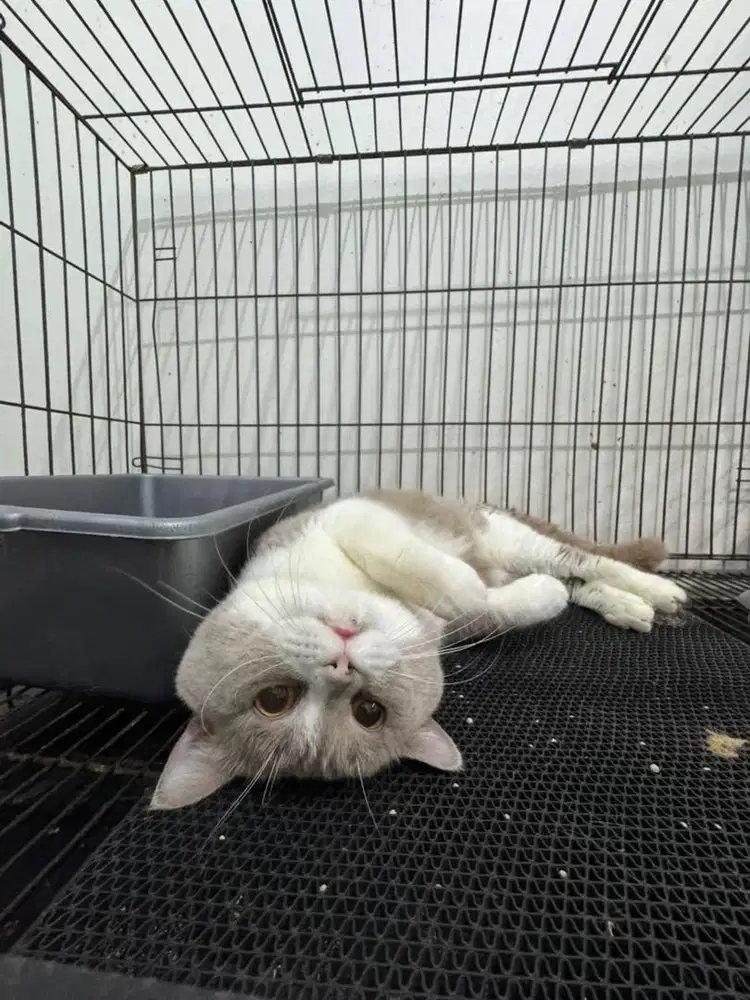 Kucing bsh lilacbicolor