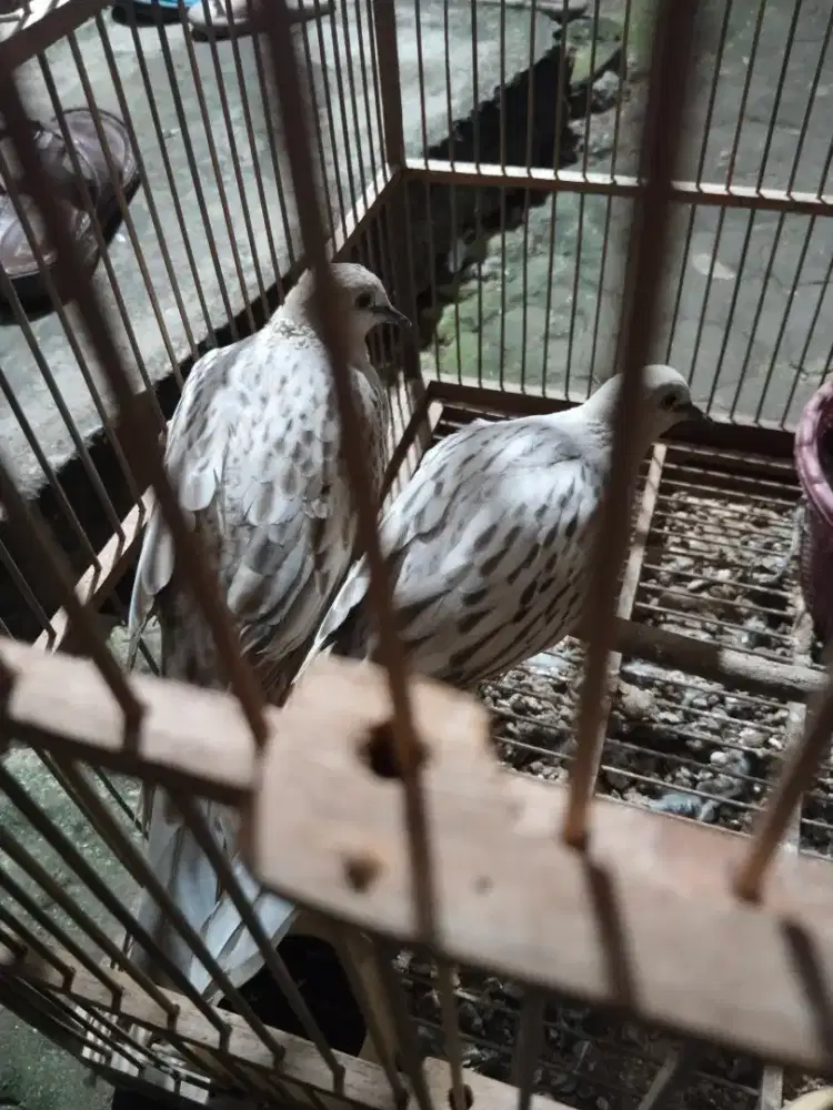 Indukan tekukur warna leopard silver kuk 3 x 4-5