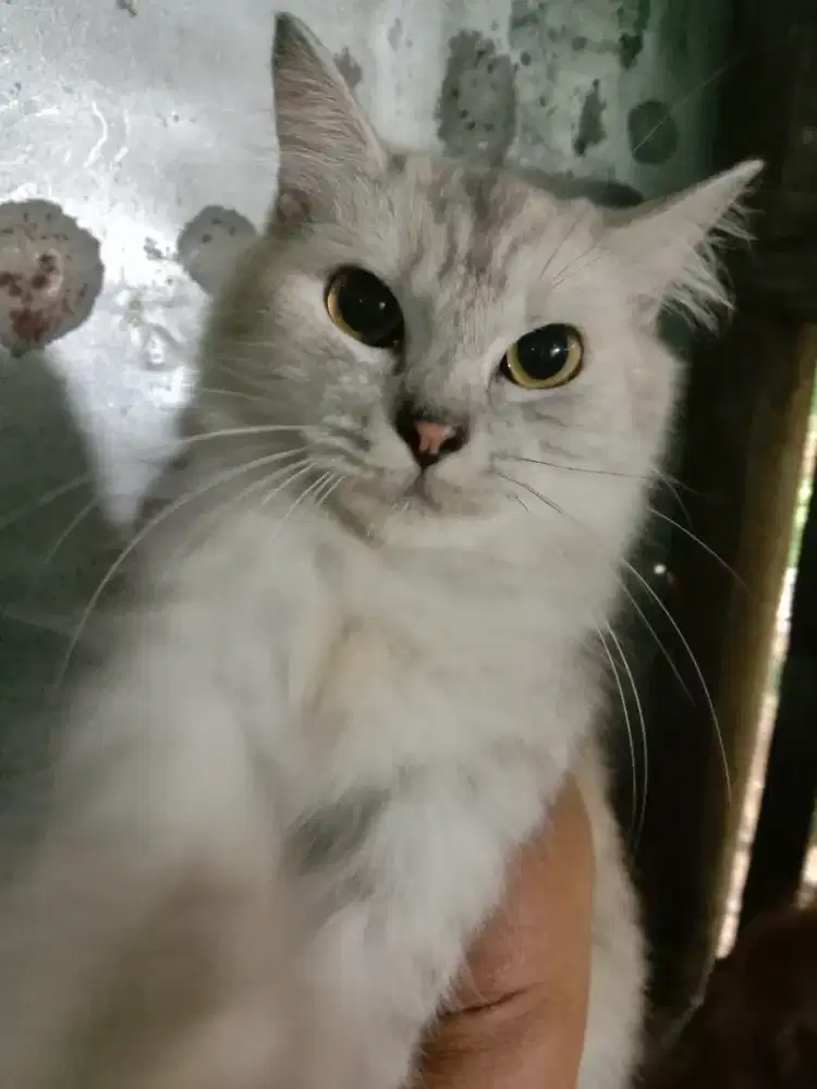 Jual kucing persia