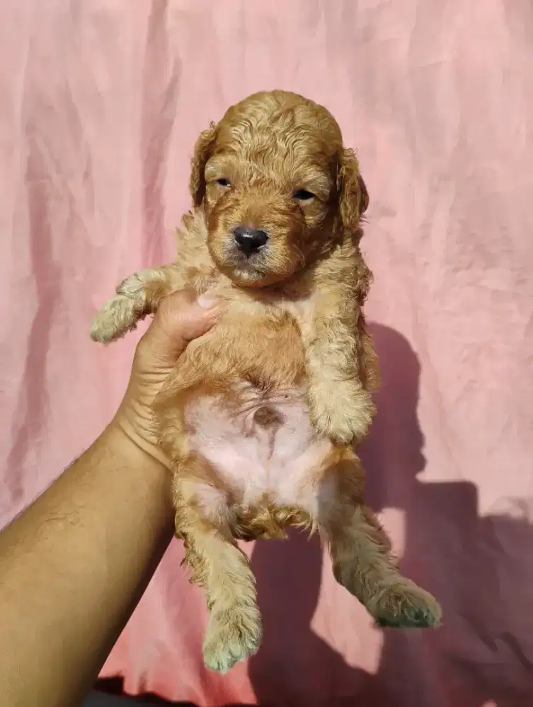 Puppy tinny poodle jantan betina 1 month