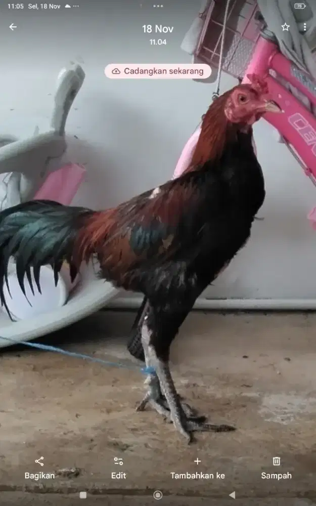 Ayam bangkok Gondang