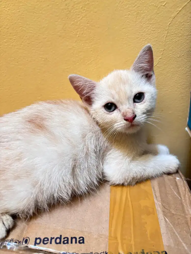 Adopsi Kucing Persia Mixdom Cream Solid