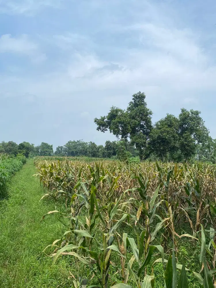 Dijual Tanah Sawah Subur – 5.000 m² – Irigasi Teknis, Cocok Investasi