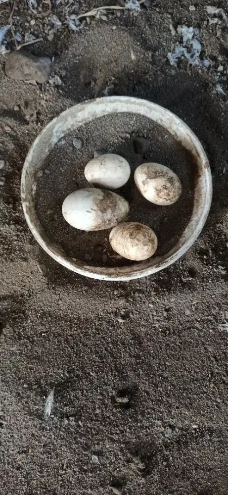 telur angsa kwokan