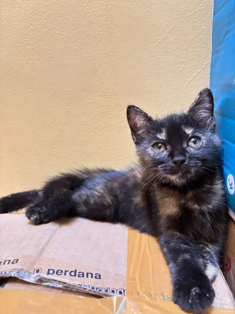 Adopsi Kucing Persia Mixdom Black Calico