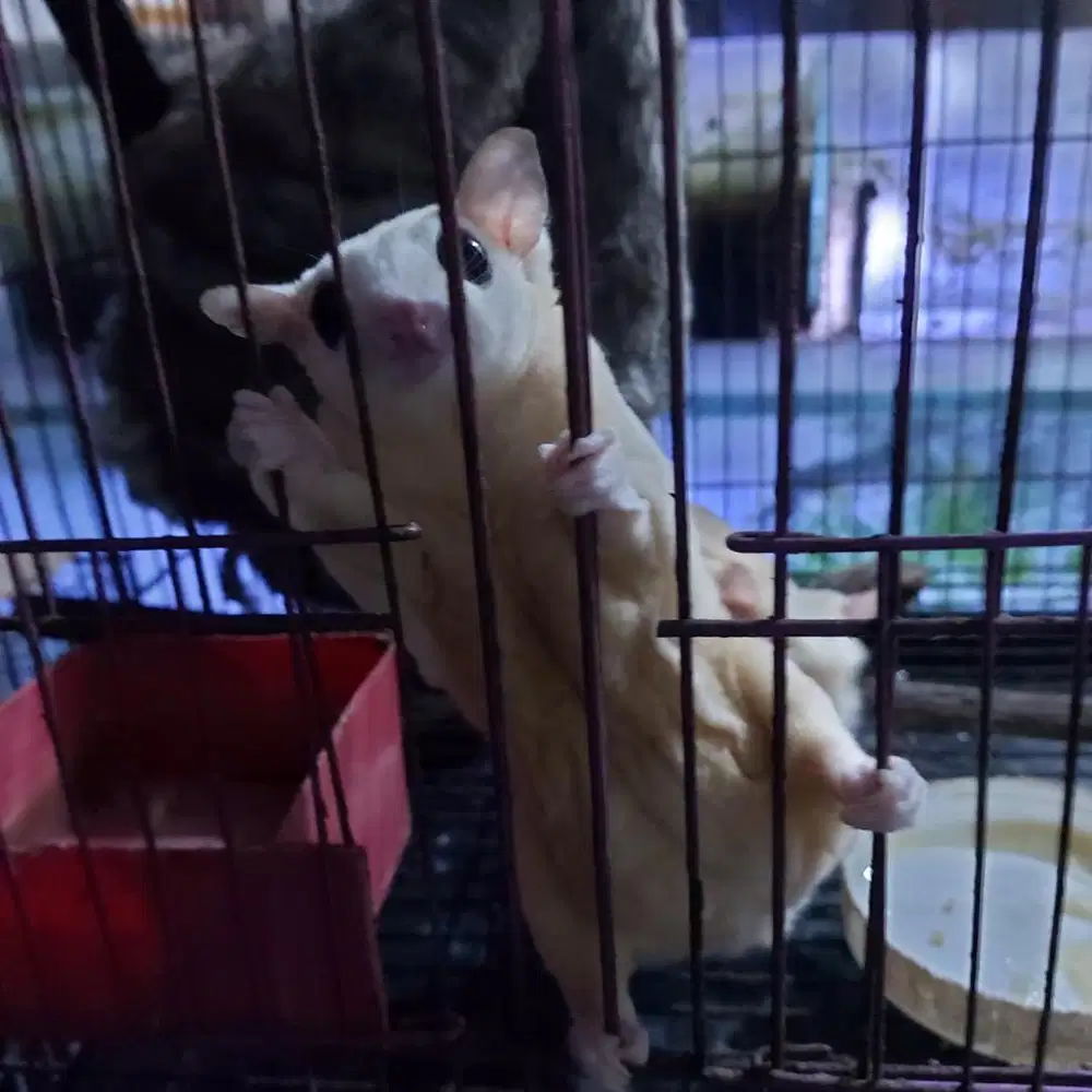 Sg Leucistic sepasang lg ip