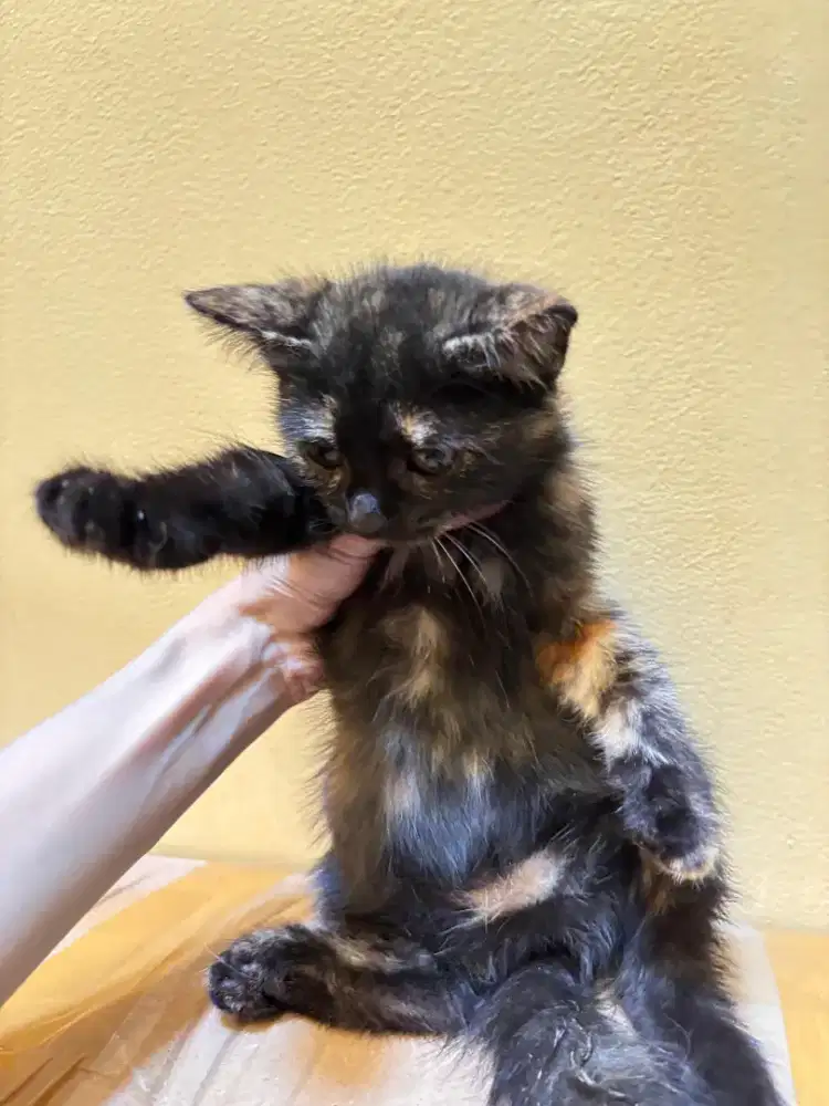 Lepas Adopt Persia Black Calico Mixdom