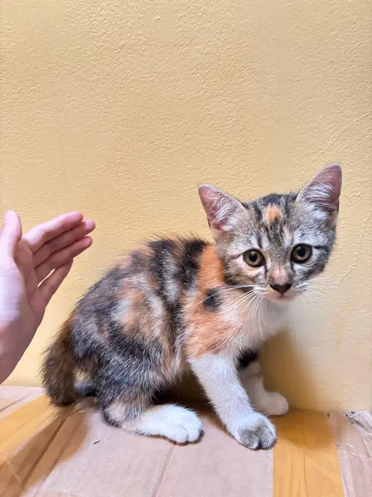 Adopsi Kucing Persia Mixdom Calico