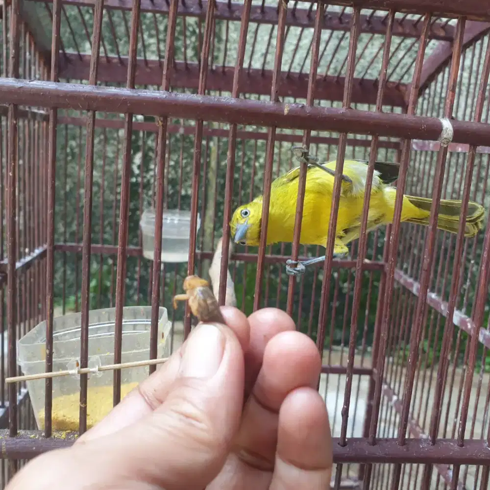 Cipow jantan harian udah nyipow