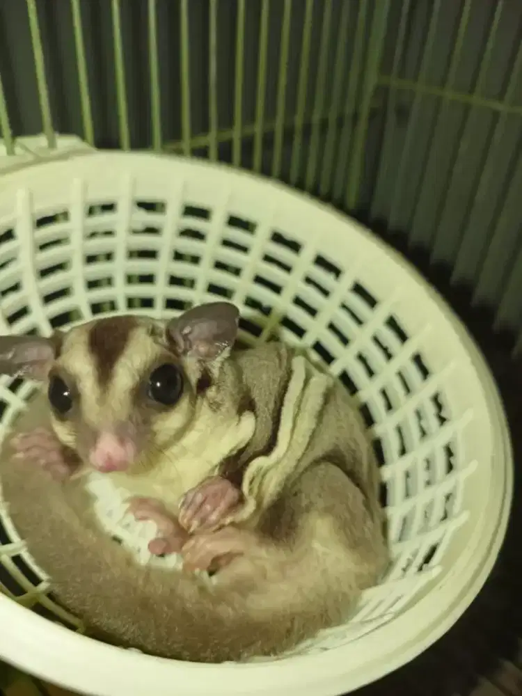 sugar glider classic grey