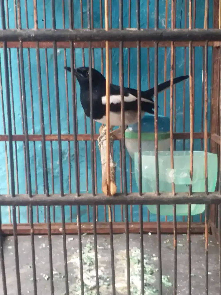 Kacer dker bawa golok minus kuku ga ada 1 hariannya brisik video luber