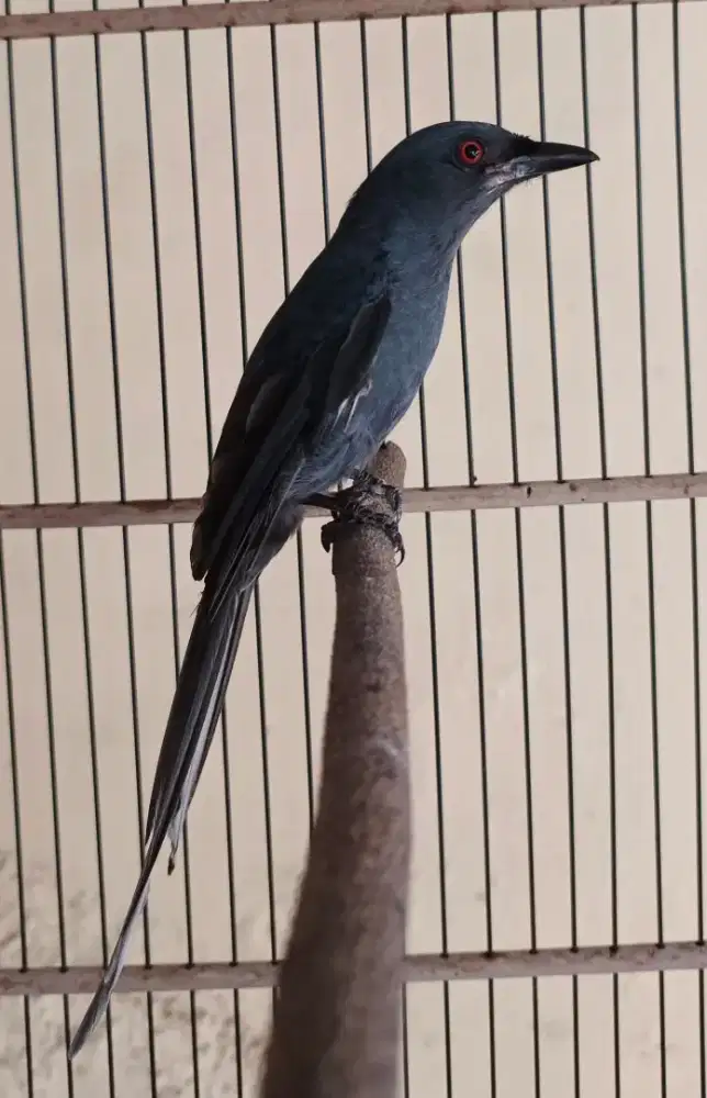 Burung srigunting abu jantan 100%