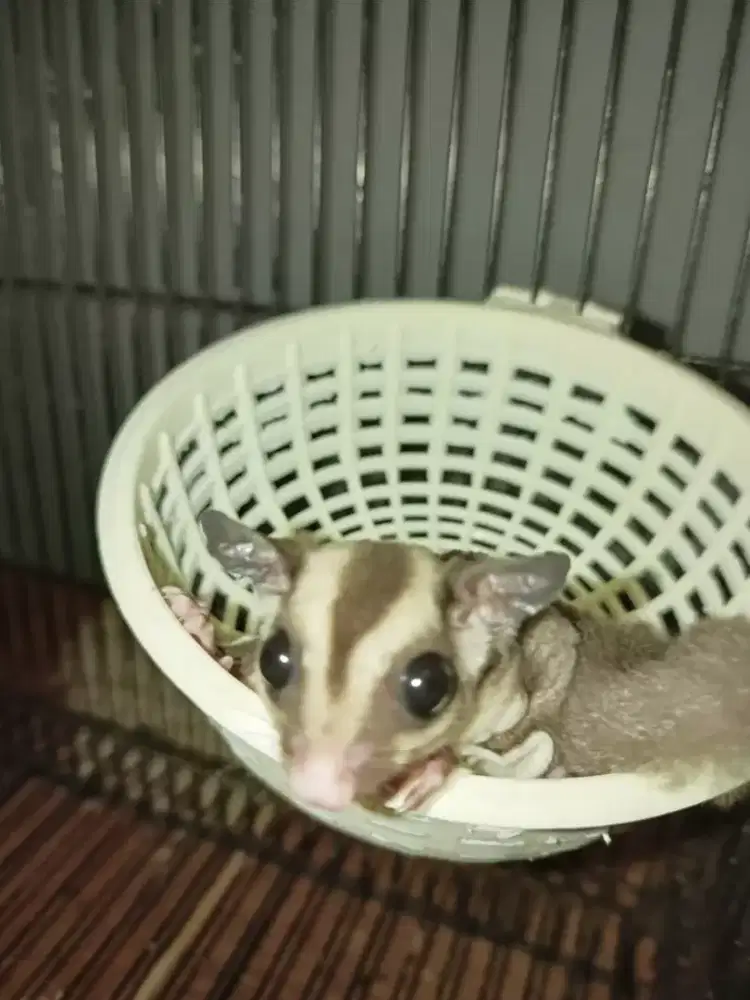 sugar glider classic grey