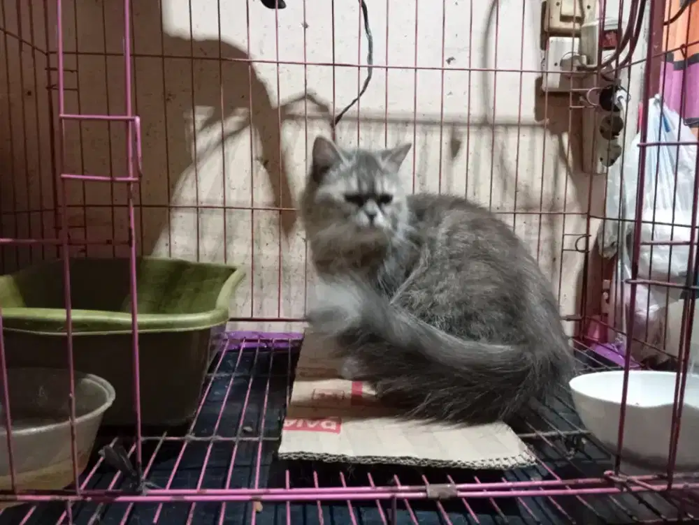 Betina Persia 13 bulan