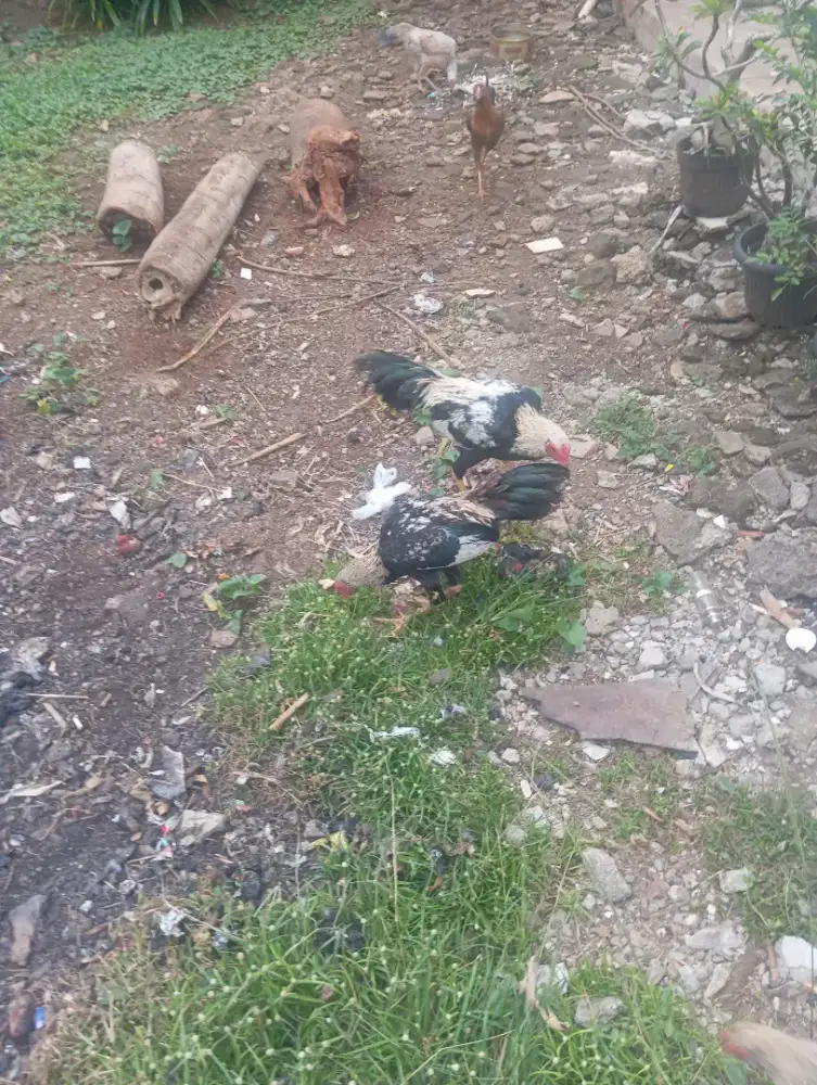 Dijual aja 2 ekor ayam jago jangaran udah belajar kukuruyuk ayam sehat