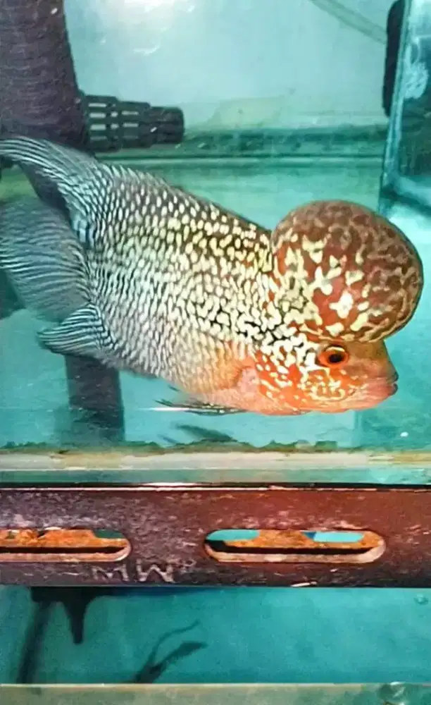 Louhan super red magma