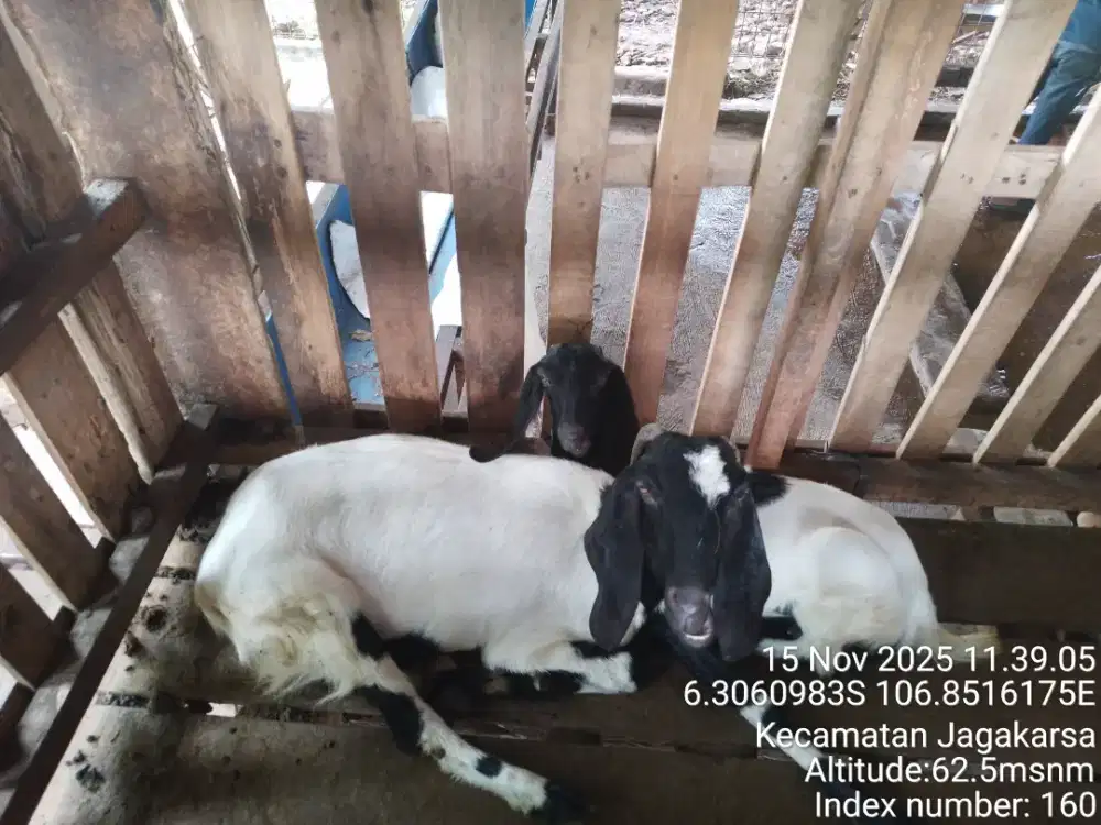 Kambing persiapan kurban