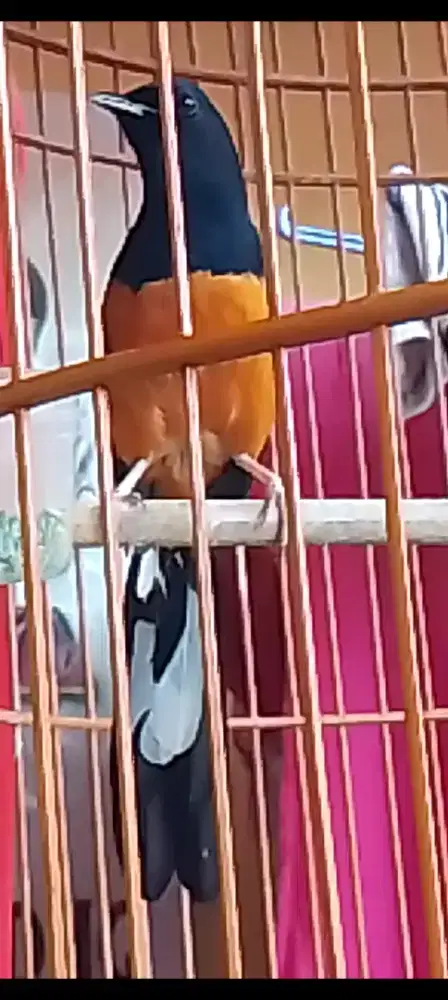 Muray muda eks prestasi prospek