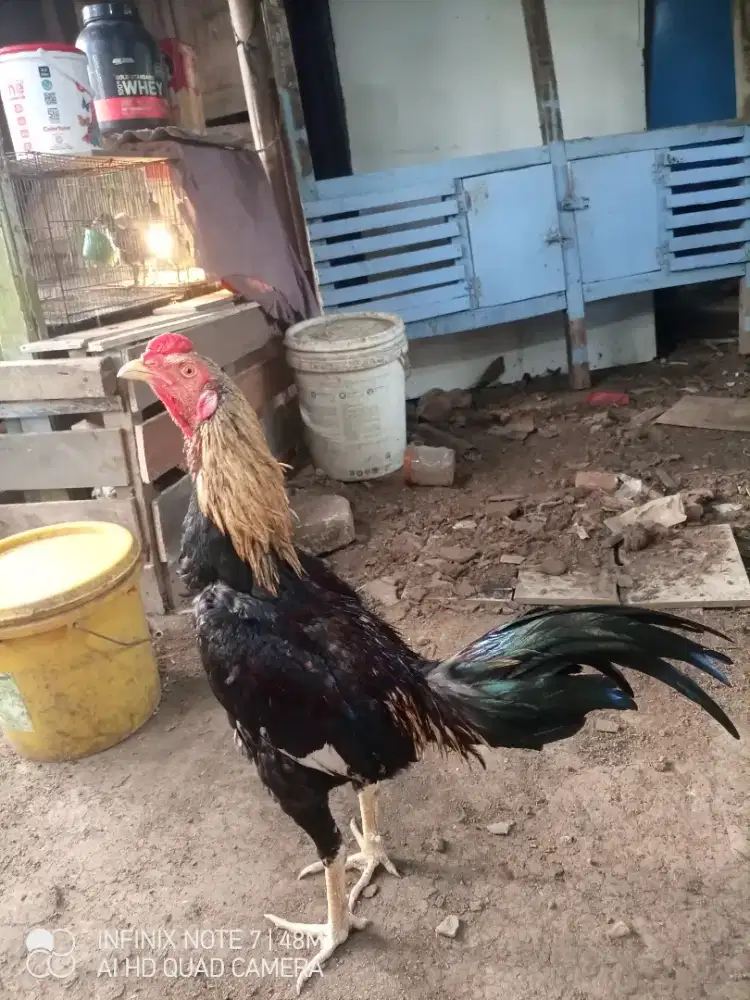 2 ekor ,jenis mangon ,umur 6 dan 10 bln,mental full