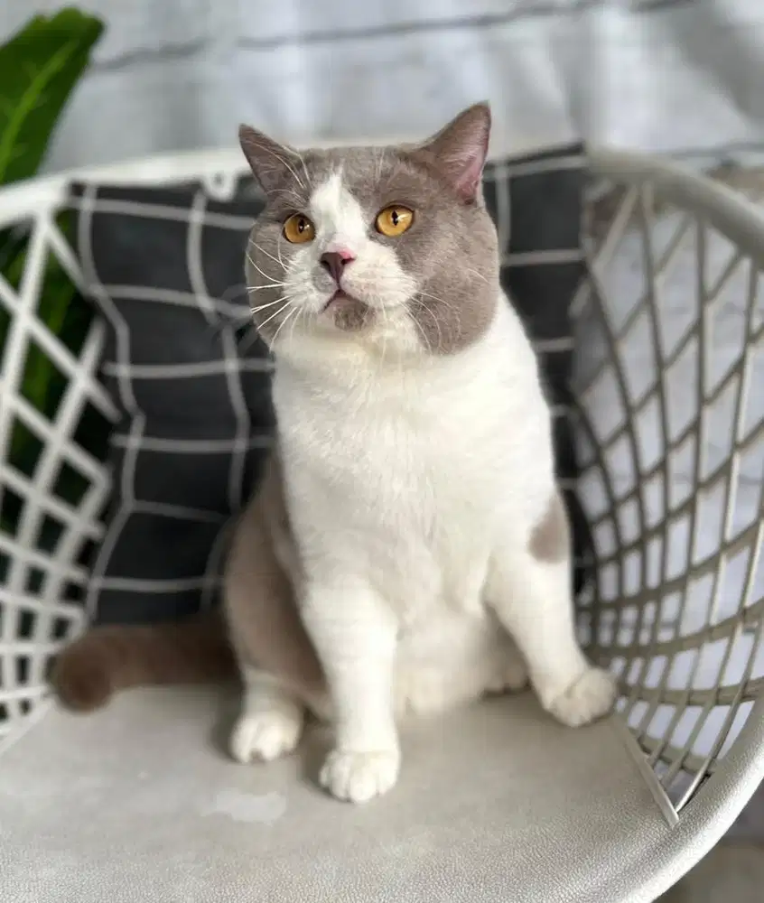 British Shorthair BSH Bico Lilac Champion jantan