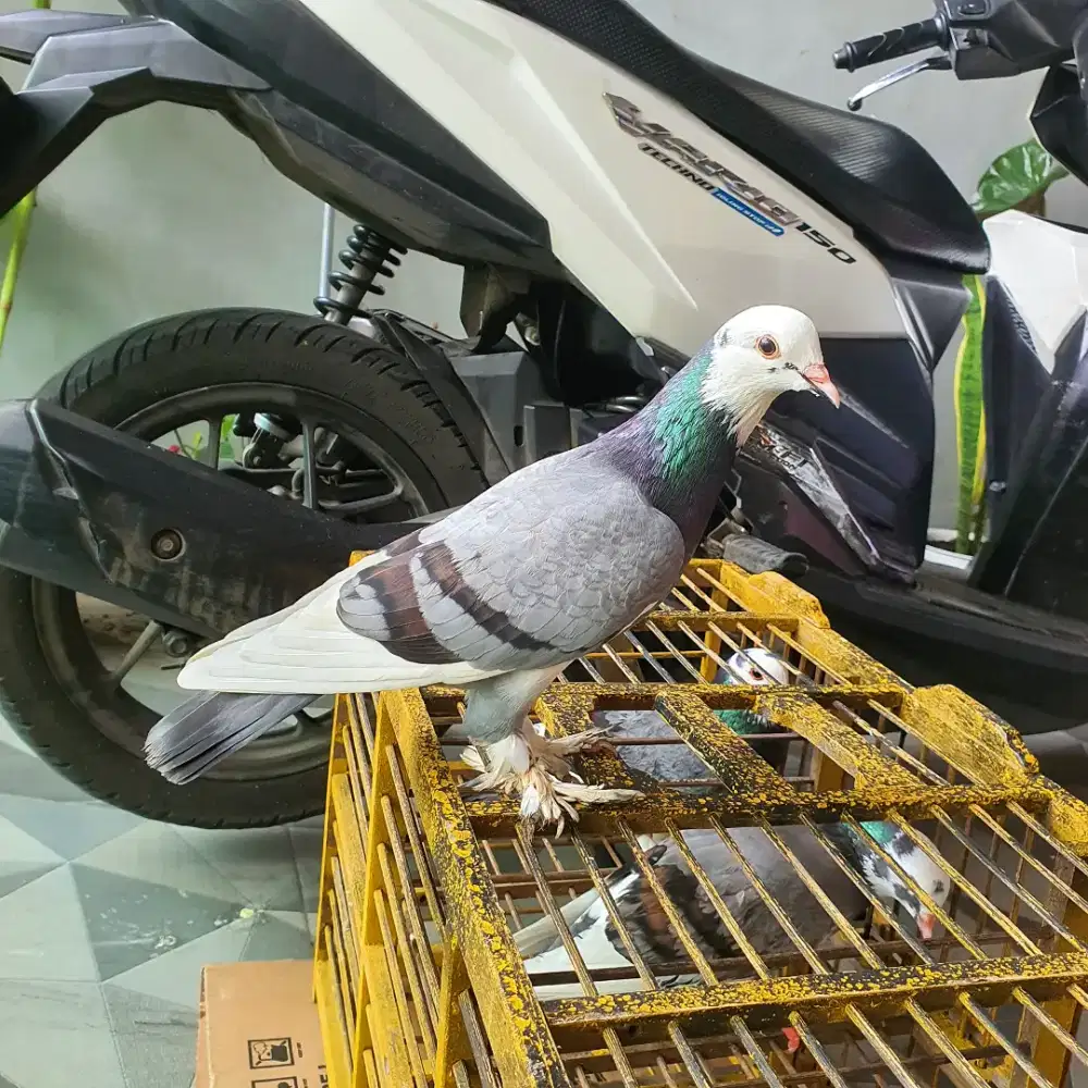 Merpati Megan blantong jembros sepasang, indukan