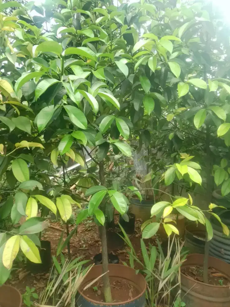 Pohon manggis buwah manis