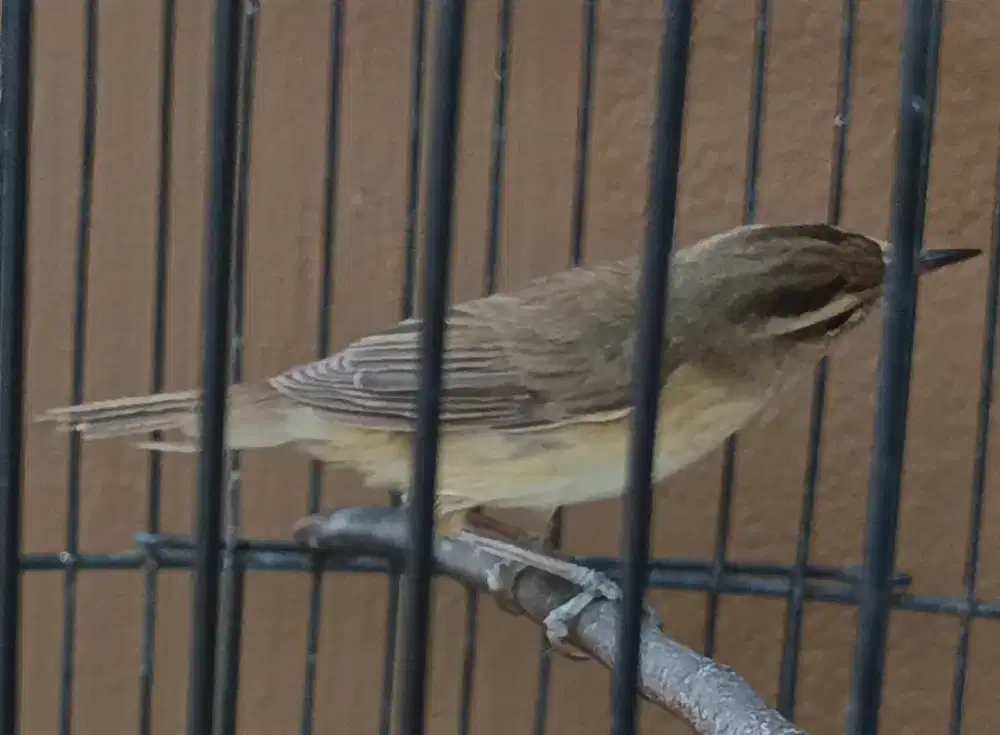 Burung kerak basi alis hitam sincan gacor