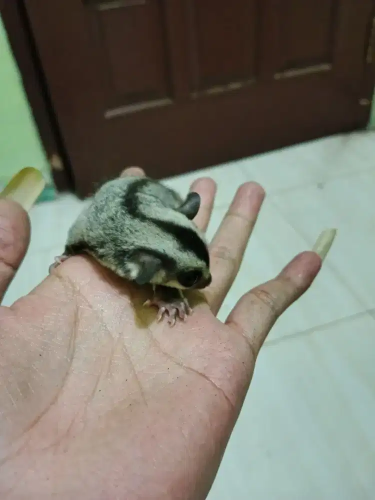 Sugar Glider classic grey