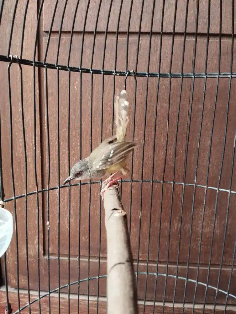 Ciblek semi masteran