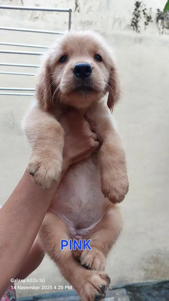 Golden retriever puppy betina