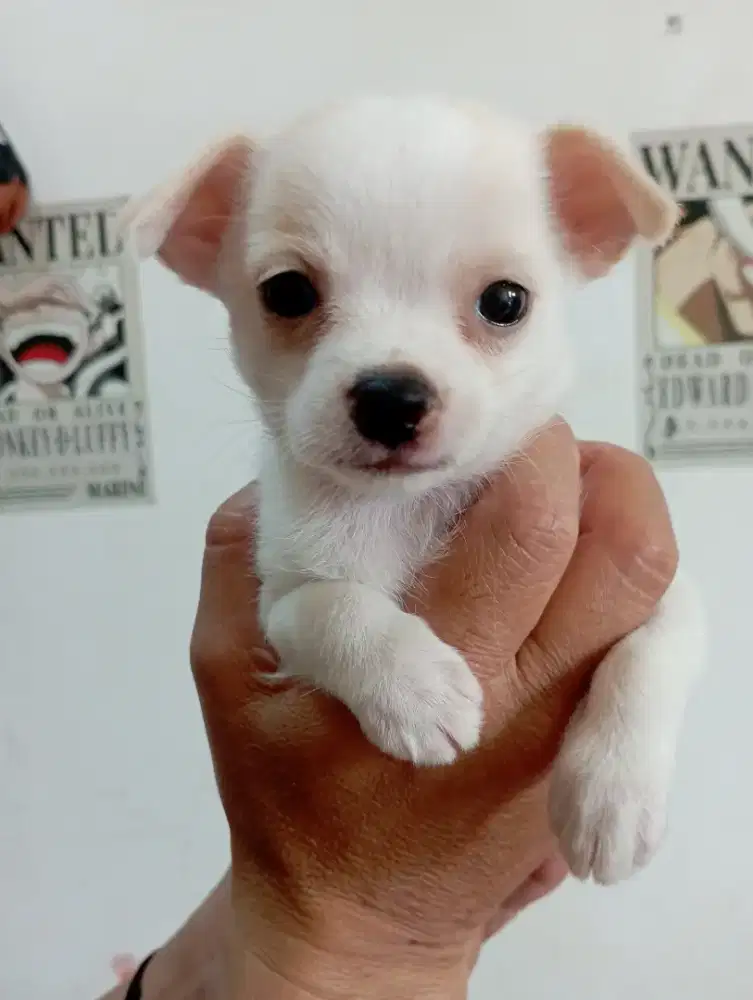 Chihuahua betina no stb