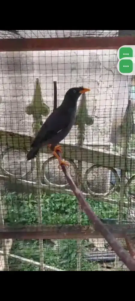 Jual burung jalak kebo