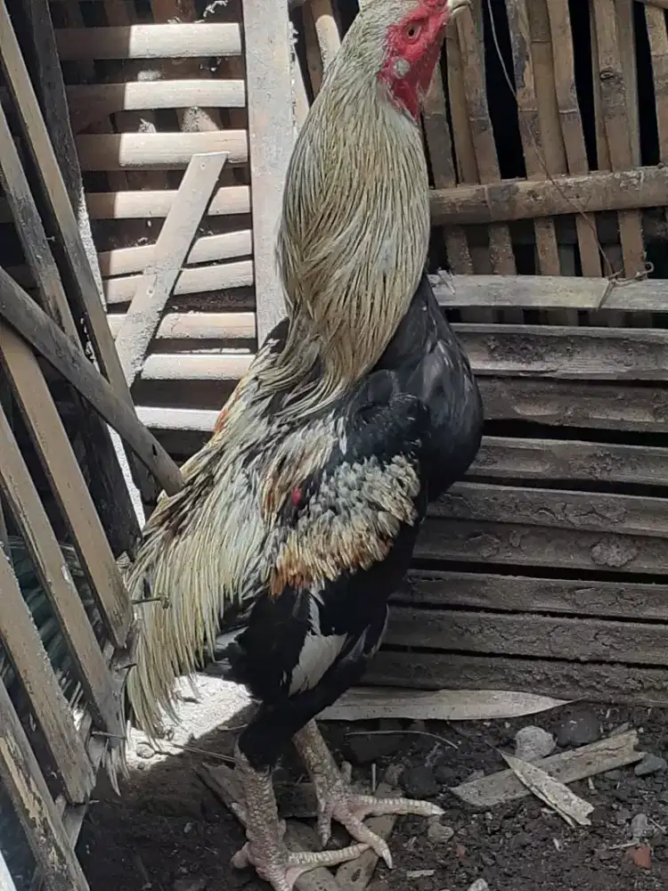 Jual cpt  jago  bangkok turunan bagus