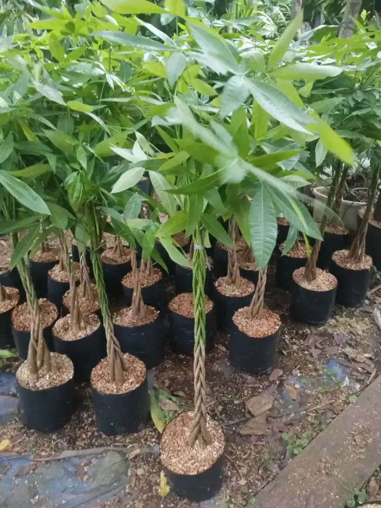 Pohon pachira kepang 5