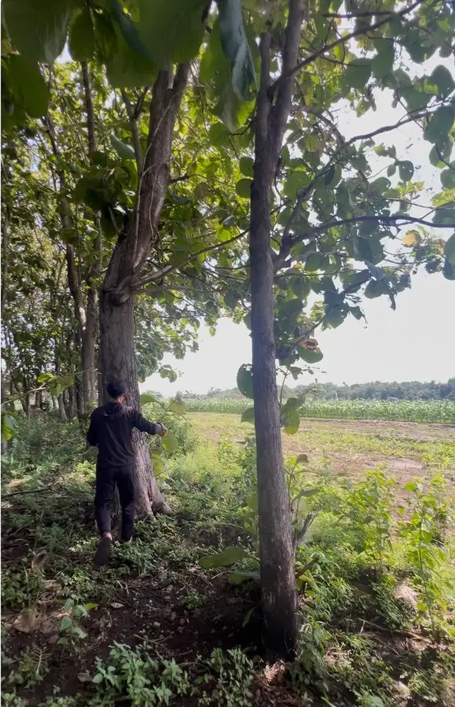 Dijual pohon/kayu jati siap tebang