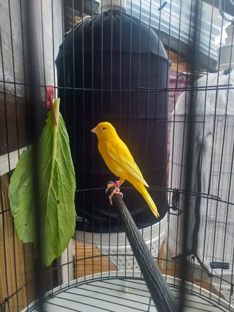 Burung kenari f1sf x Lokal