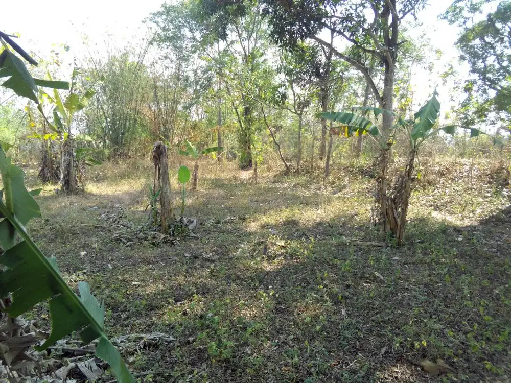 Jual Tanah Bonus 30 Pohon Jati