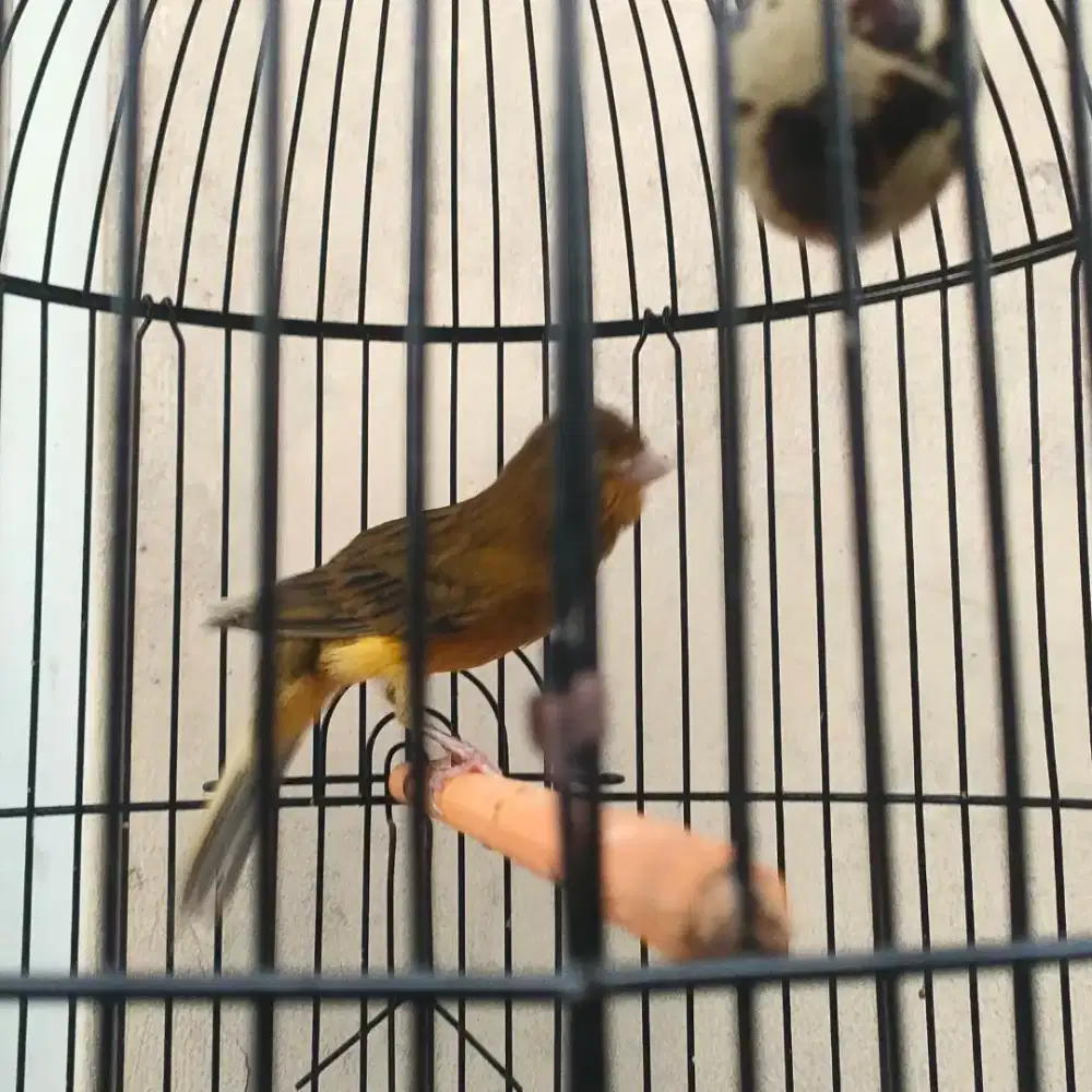 Tinggal nerusini bodi slim panjang