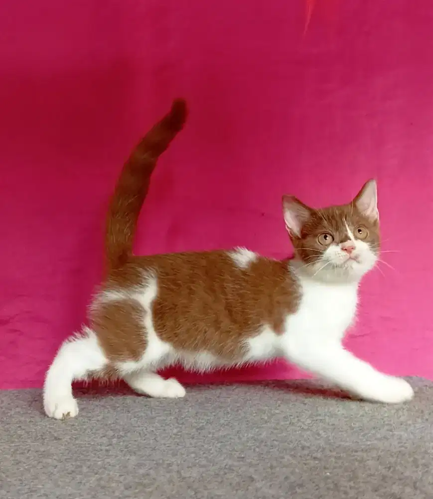 Munchkin NS Cinnamon Bicolor