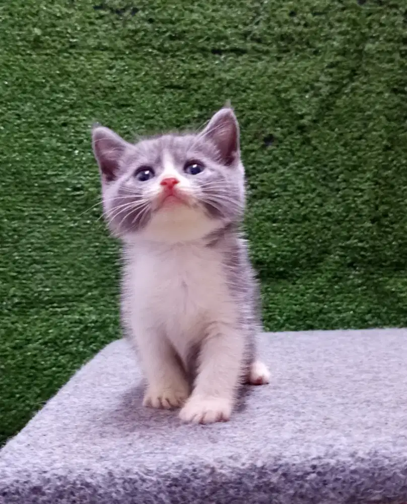 kitten BSH Mixbreed