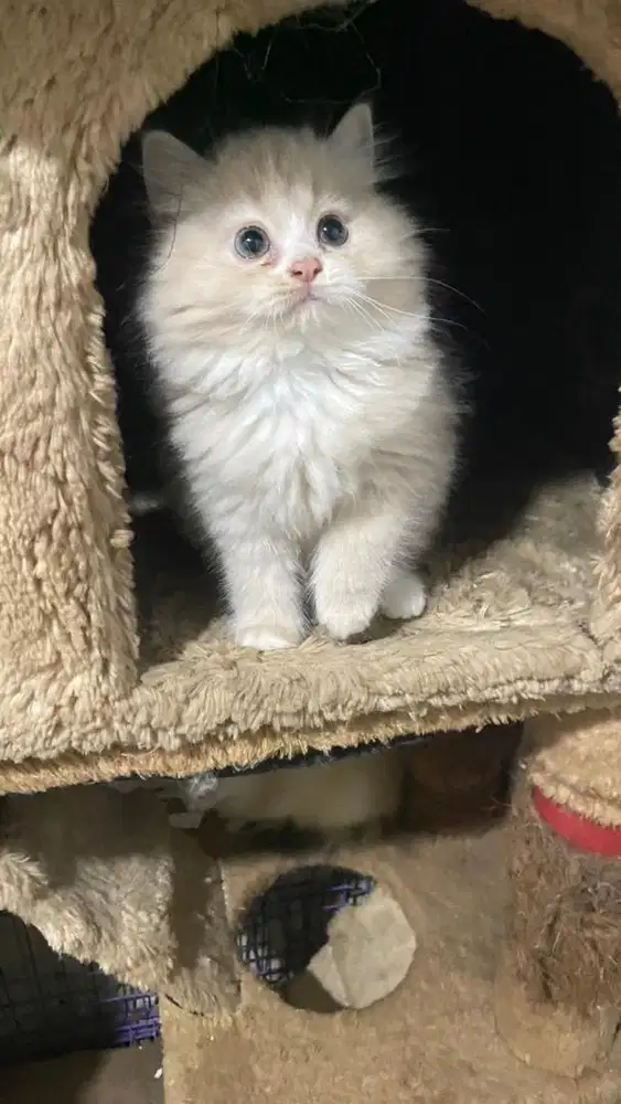 Kucing persia ragdol betina flatnose jantan dan betina