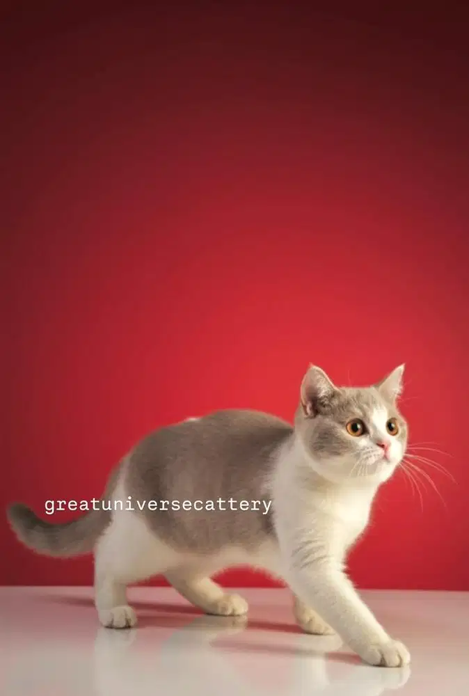 British Shorthair Bico Lilac Betina Import