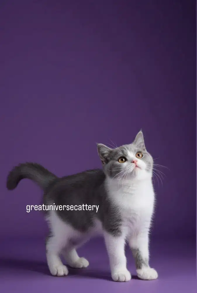 British Shorthair Bico Blue Jantan Import