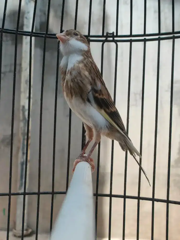 Kenari Paud Panda Jantan Ada Vide Ngeriwiknya